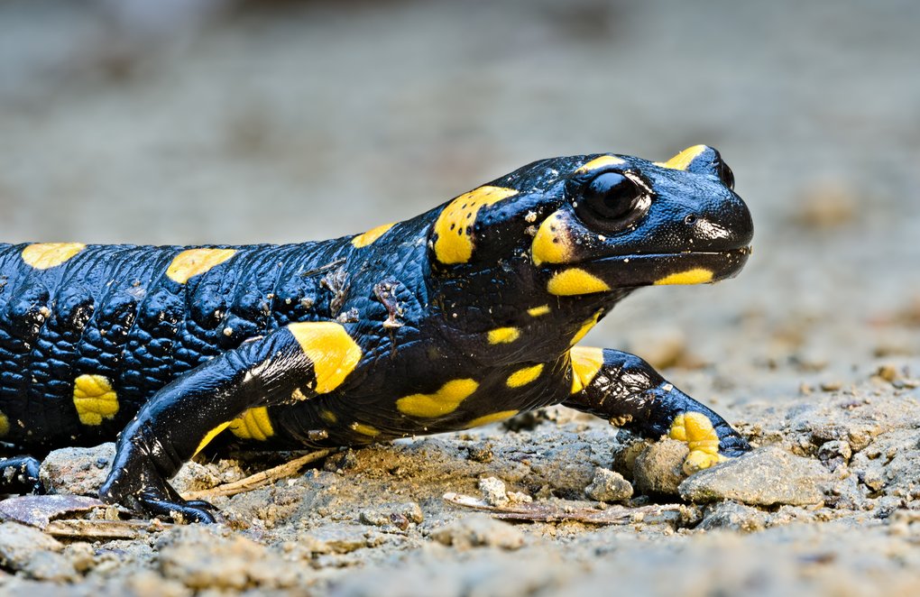 Feuersalamander