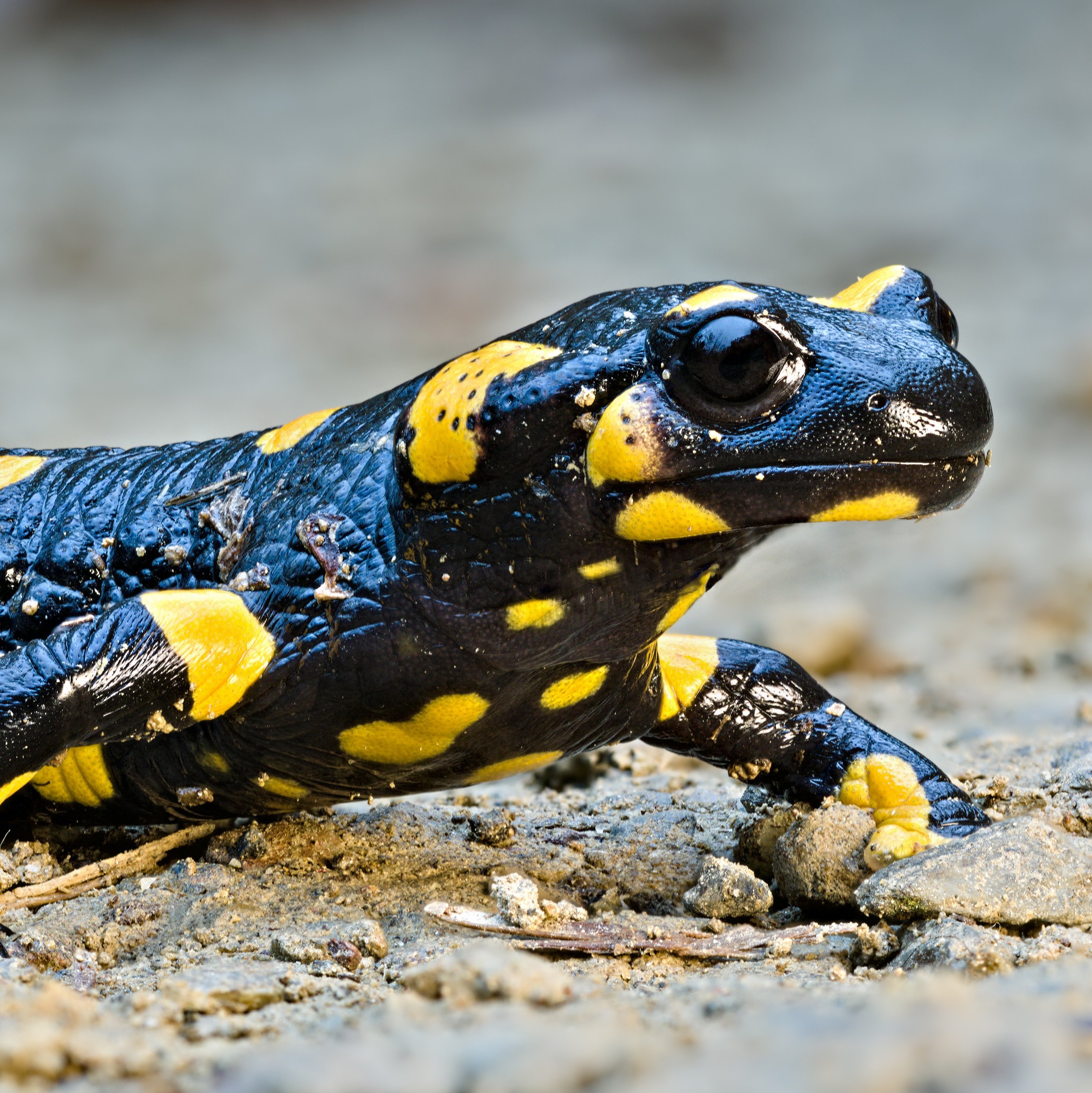 Feuersalamander