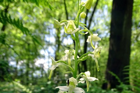 Freyenter Wald in Aachen