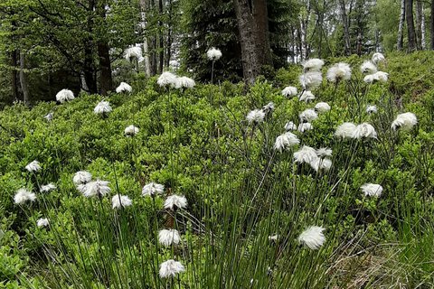 In den feuchten Moorbereichen haben sich botanische Schätze einer Hochmoorlandschaft wie das Wollgras erhalten können.