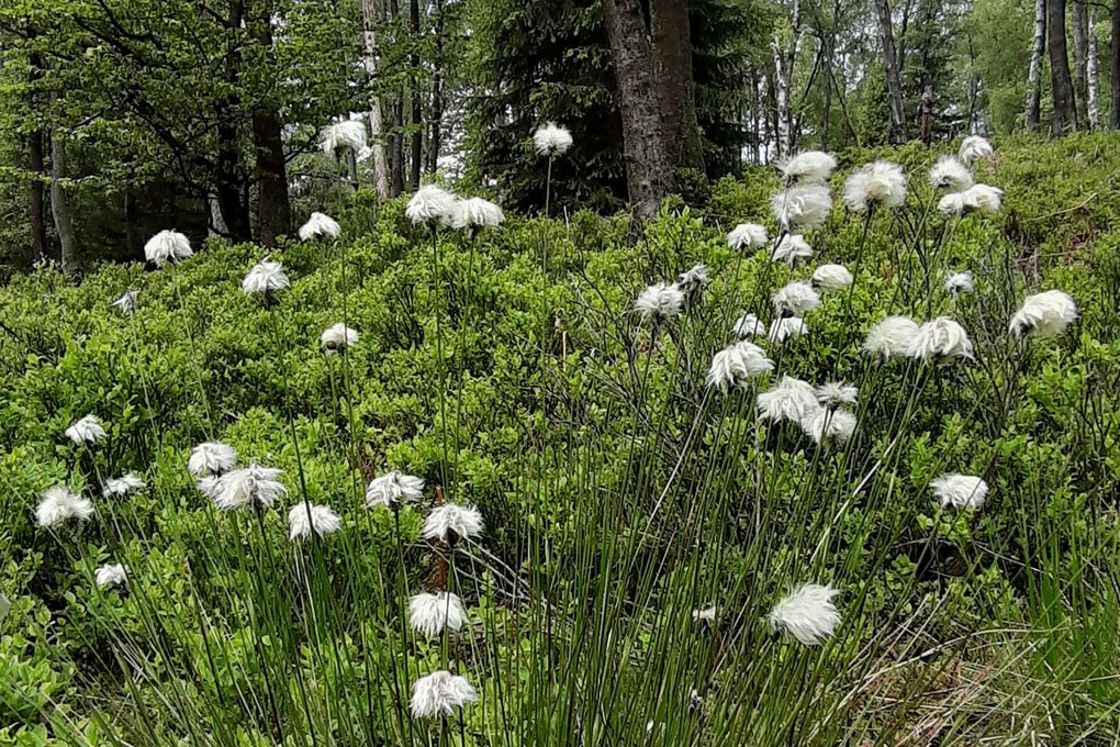 In den feuchten Moorbereichen haben sich botanische Schätze einer Hochmoorlandschaft wie das Wollgras erhalten können.