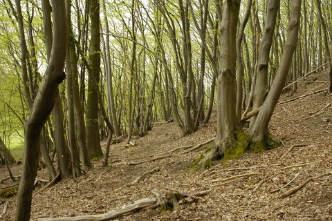 Niederwald im Naturschutzgebiet Rinnenberg in Extertal