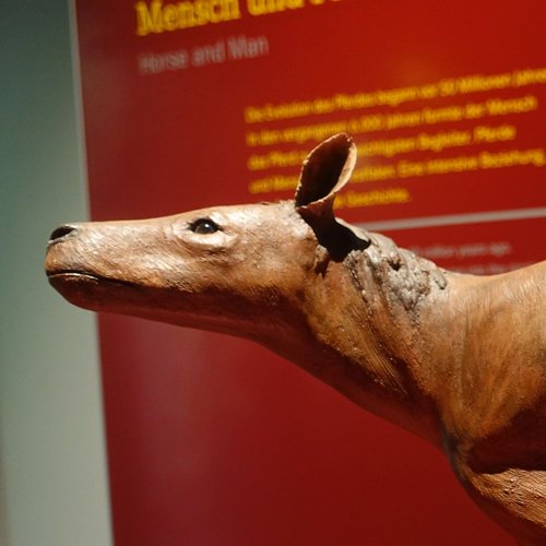 Modell eines Urpferds im Westfälischen Pferdemuseum Münster