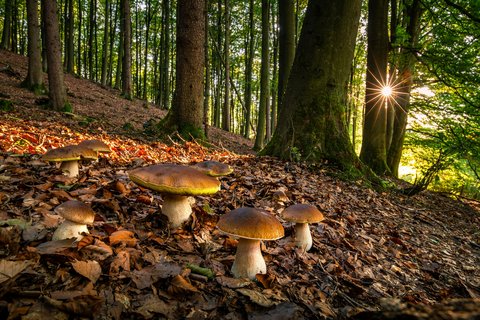 SEPTEMBER: Gemeiner Steinpilz (Boletus edulis). Aufnahmeort: Siegen-Oberschelden