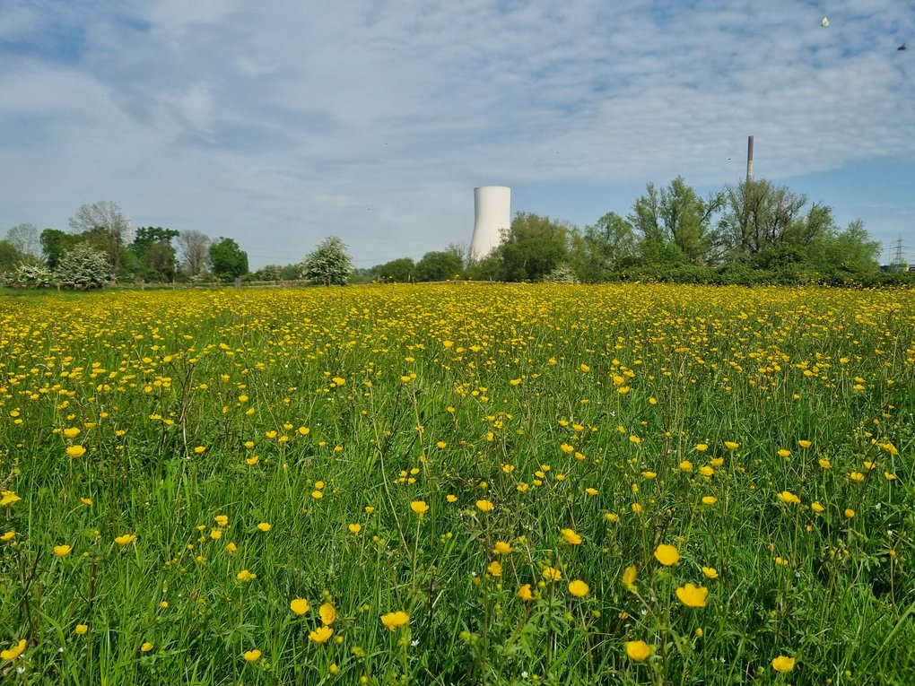Rheinaue Binsheim in Duisburg