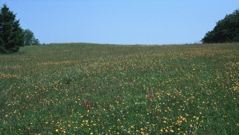 Seidenbachtal Seidenbachtal