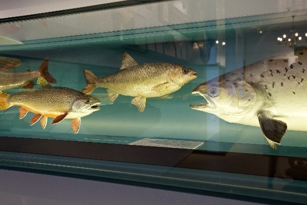 Fischereimuseum019