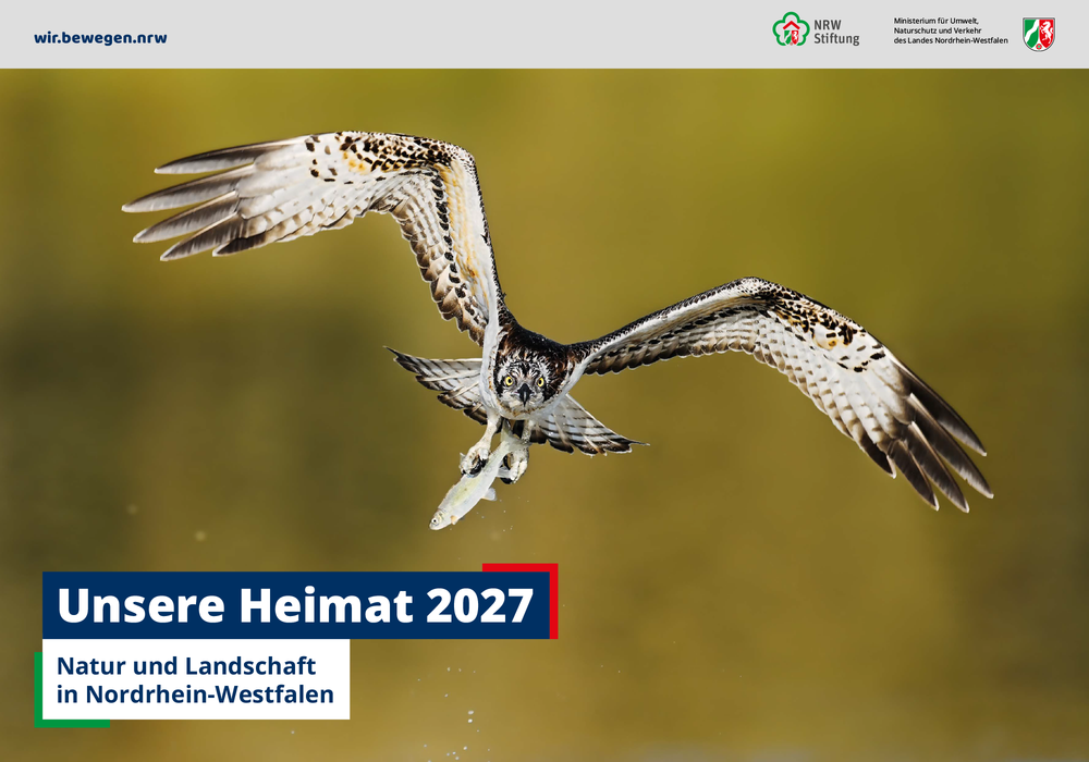 Der Fischadler im Naturschutzgebiet Radbodsee bei Hamm ist das Siegermotiv des Kalenders für 2027.