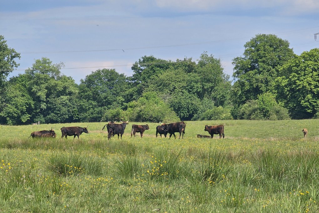 Naturschutzgebiet Brink in Coesfeld