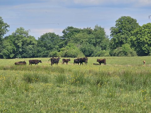 Naturschutzgebiet Brink in Coesfeld
