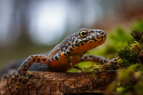 März: Teichmolch (Lissotriton vulgaris). Aufnahmeort: Bochum-Stiepel