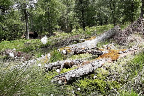 Um dem Hochmoor eine Rückkehr zu ermöglichen, müssen zunächst die angepflanzten Bäume weichen. Die Umstellung erfolgt schonend über mehrere Jahre.