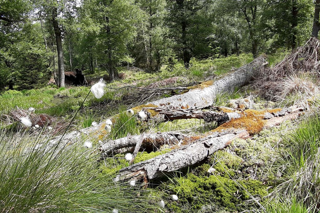 Um dem Hochmoor eine Rückkehr zu ermöglichen, müssen zunächst die angepflanzten Bäume weichen. Die Umstellung erfolgt schonend über mehrere Jahre.