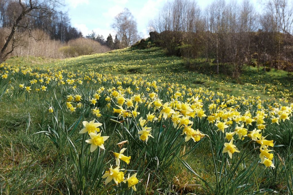 Narzissenwiesen im Naturschutzgebiet Perlenbach-Fuhrtsbachtal.