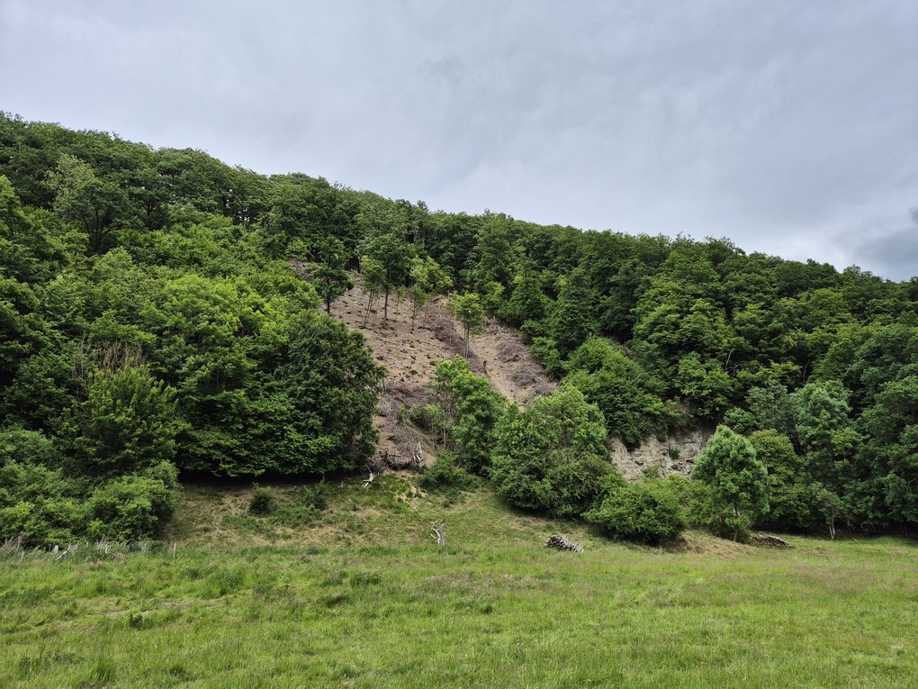 Hang im Naturschutzgebiet Rinnenberg in Extertal