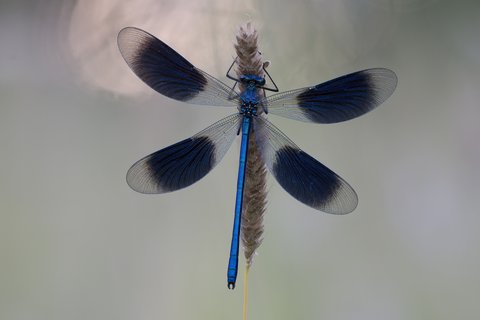 JUNI: Gebänderte Prachtlibelle (Calopteryx splendens). Aufnahmeort: Bielefeld-Baumheide