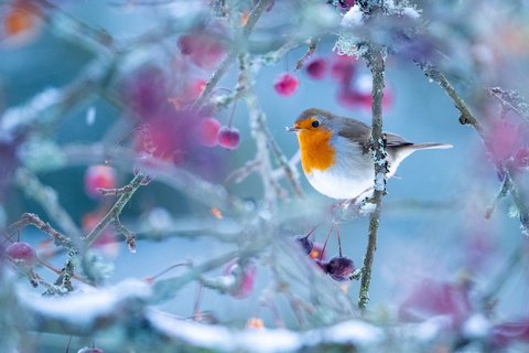 JANUAR: Rotkehlchen (Erithacus rubecula). Aufnahmeort: Siegen