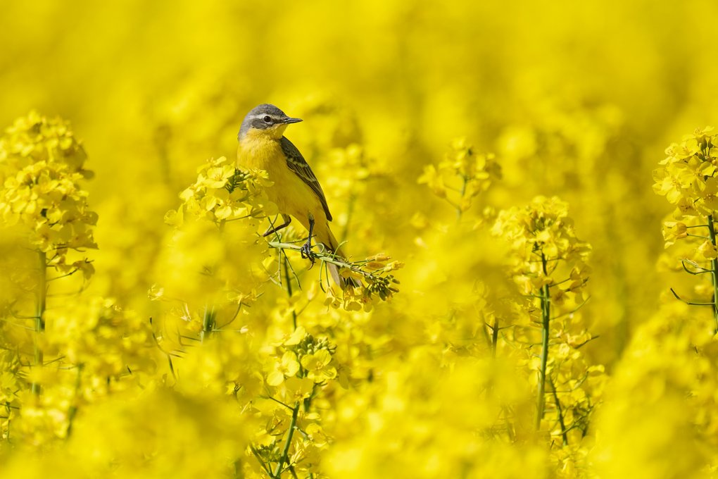 APRIL: Schafstelze (Motacilla flava). Aufnahmeort: Höxter-Albaxen