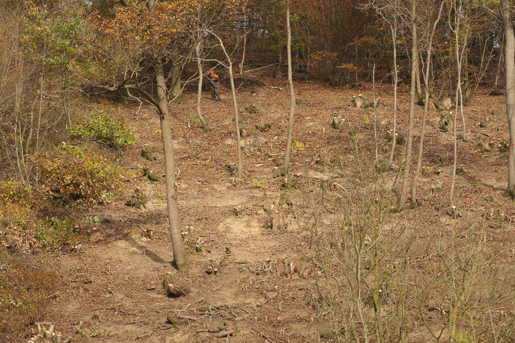 Niederwald im Naturschutzgebiet Rinnenberg in Extertal