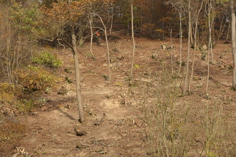 Niederwald im Naturschutzgebiet Rinnenberg in Extertal