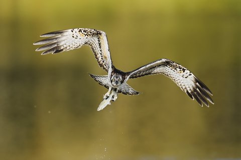 OKTOBER: Fischadler (Pandion haliaetus) am Radbodsee. Aufnahmeort: Hamm