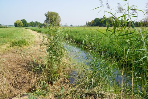 Graben im Naturschutzgebiet Hetter-Millinger Bruch