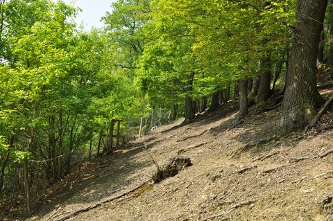 Niederwald im Naturschutzgebiet Rinnenberg in Extertal