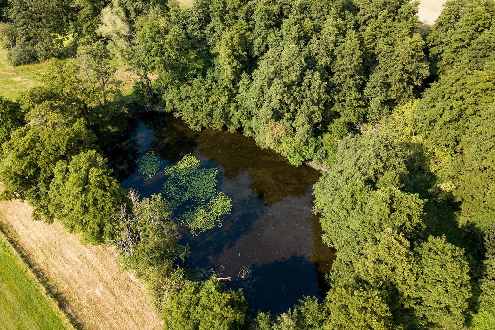 Eine weitere Kuhle in der Fleuthaue, dieses Mal mit einer Schwimmblattpflanzengesellschaft aus Teichrosen.