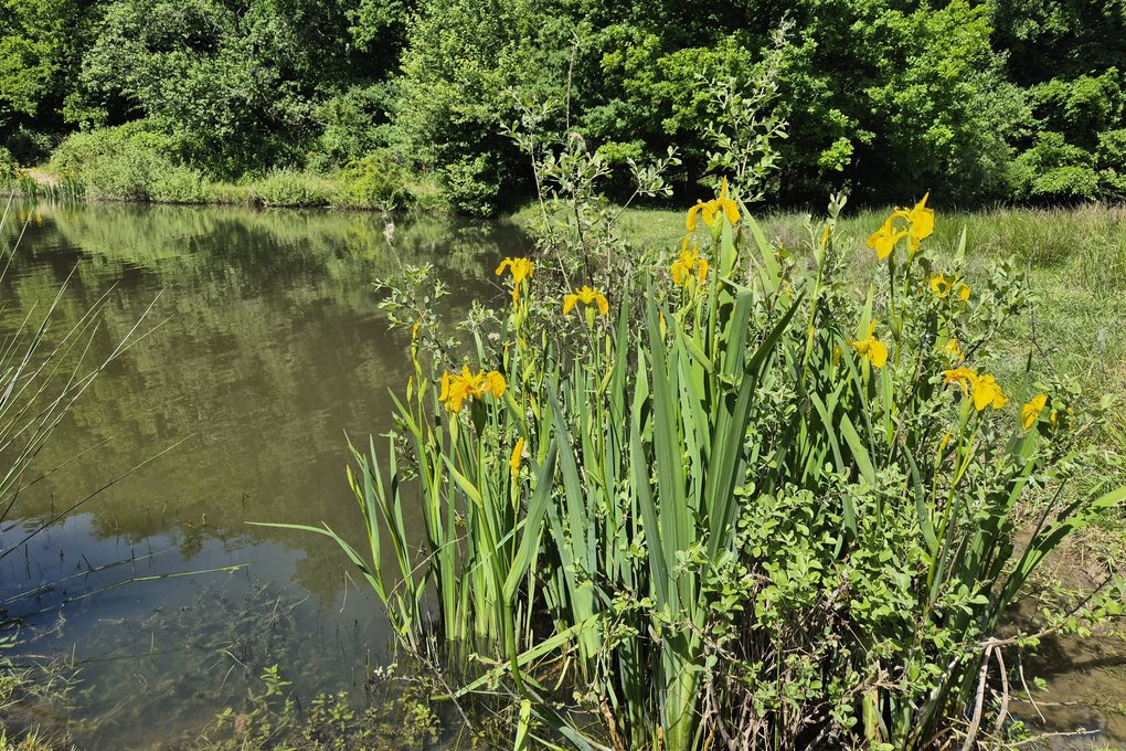 Naturschutzgebiet Brink in Coesfeld