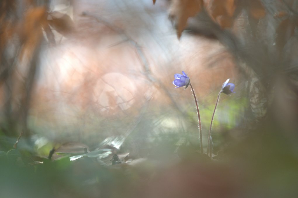 FEBRUAR: Leberblümchen (Hepatica nobilis) im Buchenwald. Aufnahmeort: Steinhagen-Amshausen