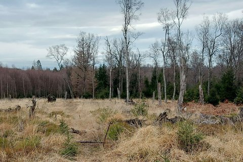 Das Naturschutzgebiet Hamorsbruch erfährt ein Comeback zu einem artenreichen Hochmoor.