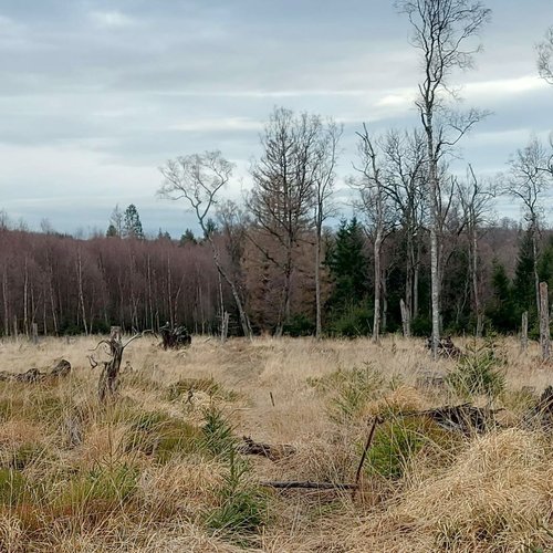 Das Naturschutzgebiet Hamorsbruch erfährt ein Comeback zu einem artenreichen Hochmoor.