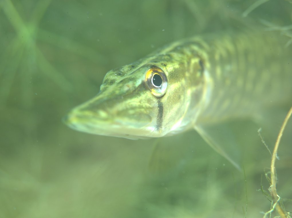 AUGUST: Hecht (Esox lucius) im Sandhofsee. Aufnahmeort: Neuss