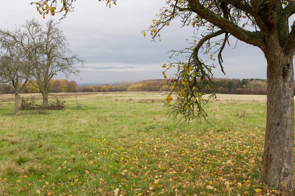 Das Nationale Naturerbe Büecke im Kreis Soest.