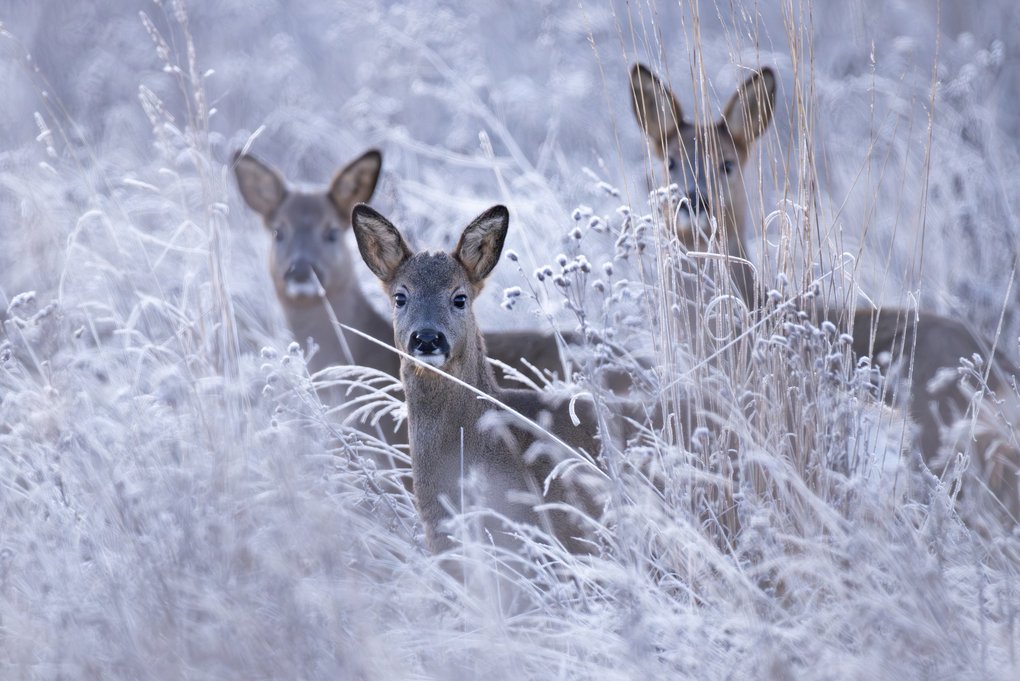DEZEMBER: Rehe (Capreolus capreolus) an einem Wintermorgen. Aufnahmeort: Heimbach