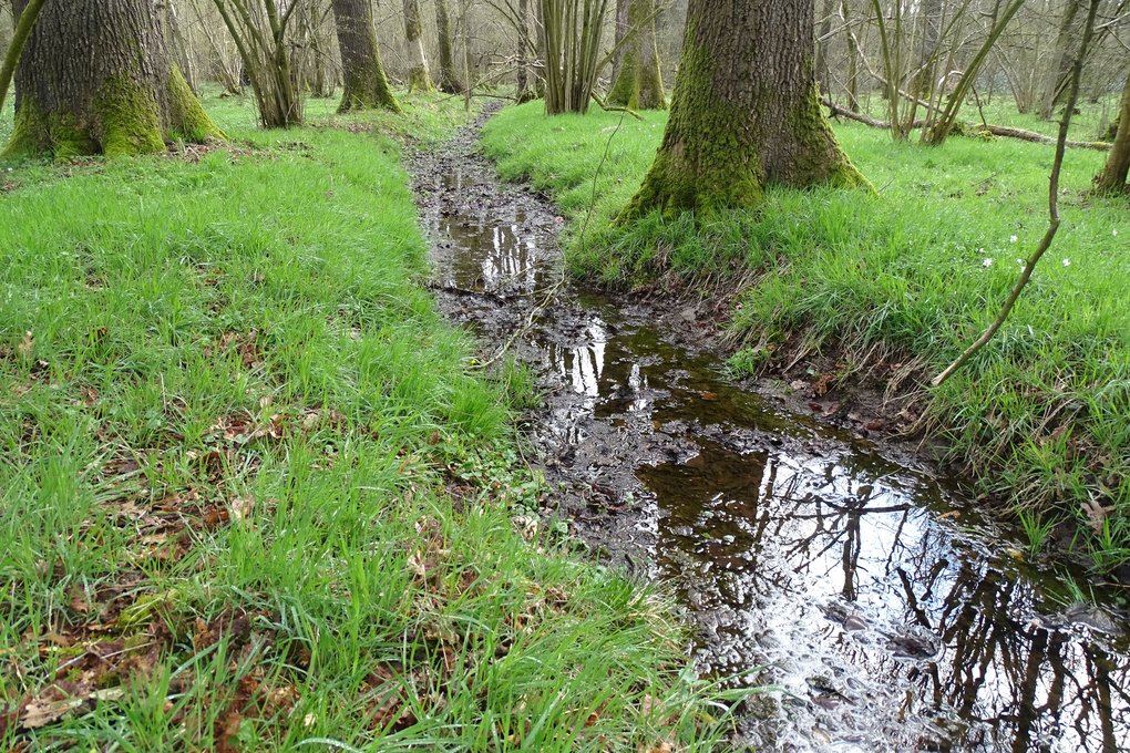 Freyenter Wald in Aachen
