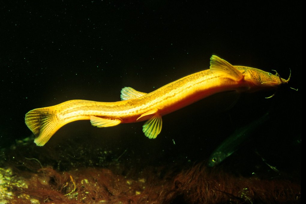 Der Schlammpeitzger, ein urtümlicher, 15 – 25 cm langer Fisch, lebt in kleinen, pflanzenreichen Gräben und ist perfekt an ein Leben im sauerstoffarmen Milieu angepasst.