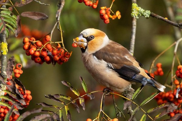 Platz 4 (August): "Kernbeißer (Coccothraustes coccothraustes)" von Dieter Wermbter; aufgenommen in Lindlar.