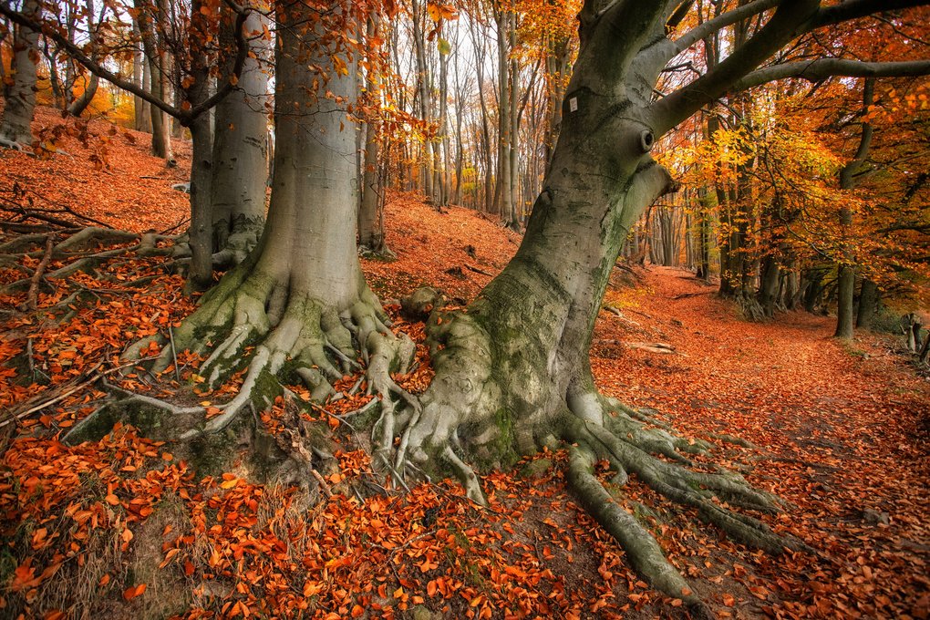 NOVEMBER: Alte Rotbuchen (Fagus sylvatica) im Teutoburger Wald. Aufnahmeort: Tecklenburg