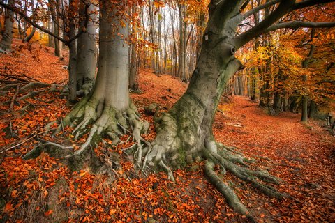 NOVEMBER: Alte Rotbuchen (Fagus sylvatica) im Teutoburger Wald. Aufnahmeort: Tecklenburg