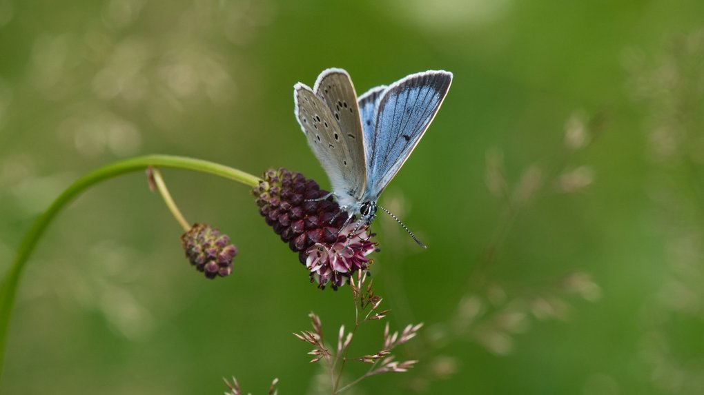 Schmetterling Schmetterling
