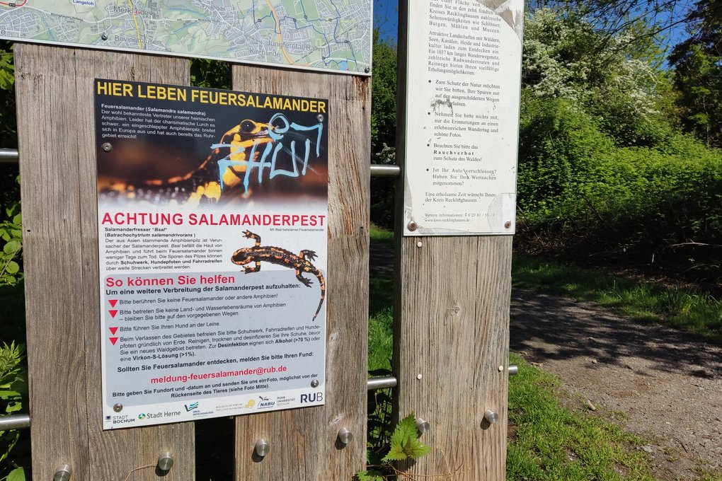 Warnschild vor dem Pilz Bsal an einem Wanderparkplatz am Naturschutzgebiet Langeloh in Castrop-Rauxel