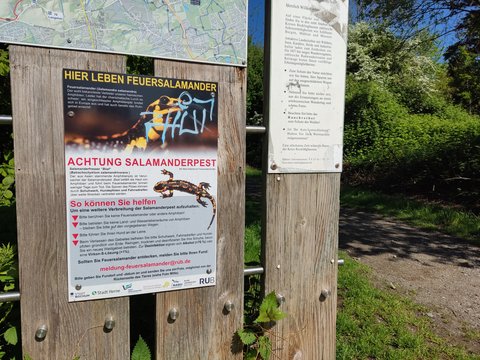 Warnschild vor dem Pilz Bsal an einem Wanderparkplatz am Naturschutzgebiet Langeloh in Castrop-Rauxel