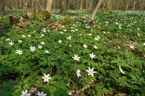 Freyenter Wald in Aachen