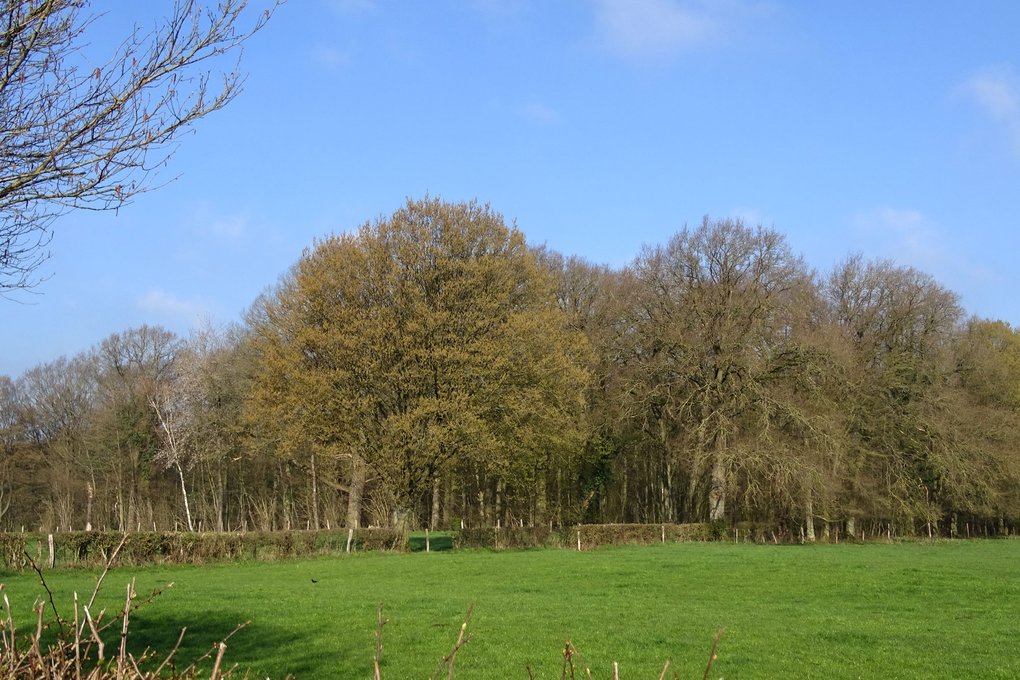 Freyenter Wald in Aachen