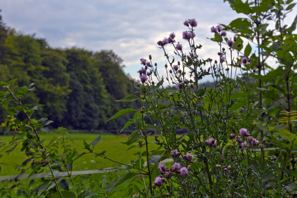 Wanderroute Tiergarten Arnsberg