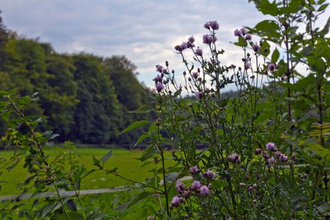 Wanderroute Tiergarten Arnsberg